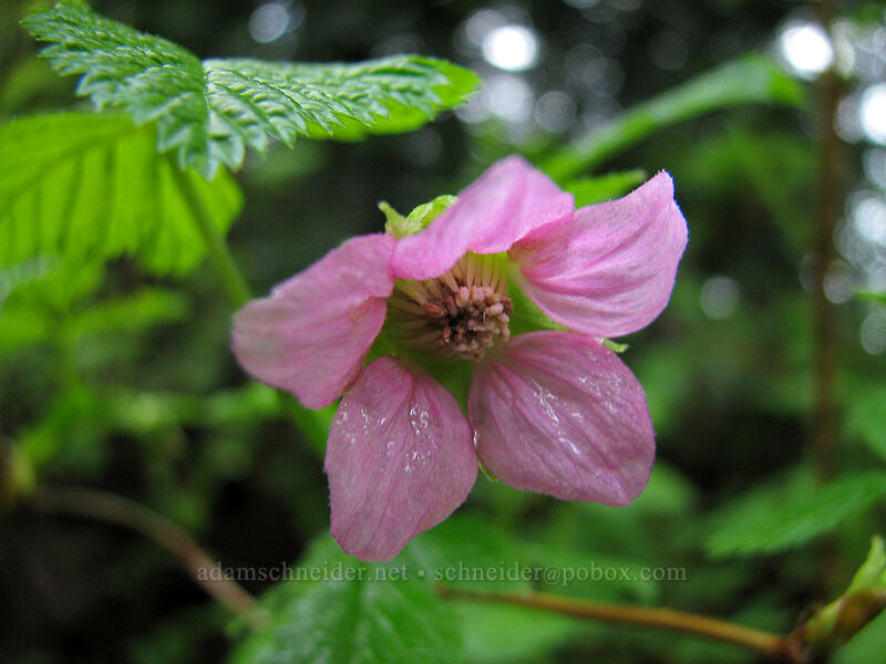 salmonberry flower (Rubus spectabilis) [Silver Star Mountain Trail, Gifford Pinchot National Forest, Skamania County, Washington]