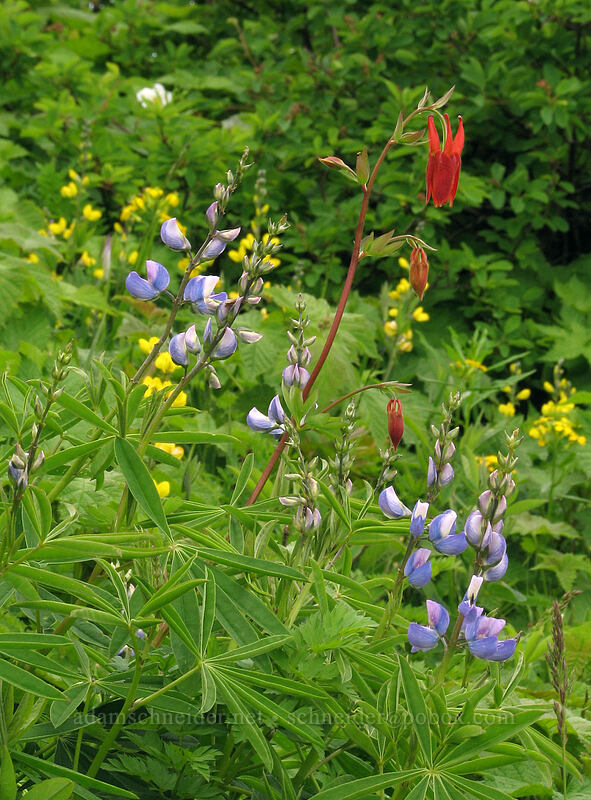 wildflowers (Lupinus latifolius, Aquilegia formosa, Thermopsis montana) [Silver Star Mountain Trail, Gifford Pinchot National Forest, Skamania County, Washington]