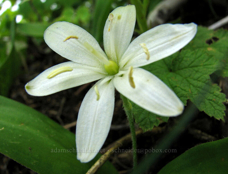 bead lily (Clintonia uniflora) [Silver Star Mountain trailhead, Gifford Pinchot National Forest, Skamania County, Washington]