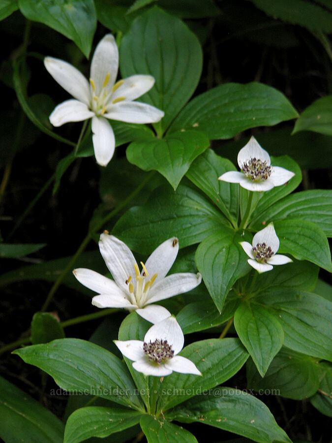 bead lilies & bunchberry (Clintonia uniflora, Cornus unalaschkensis (Cornus canadensis)) [Top Spur Trail, Mt. Hood National Forest, Clackamas County, Oregon]