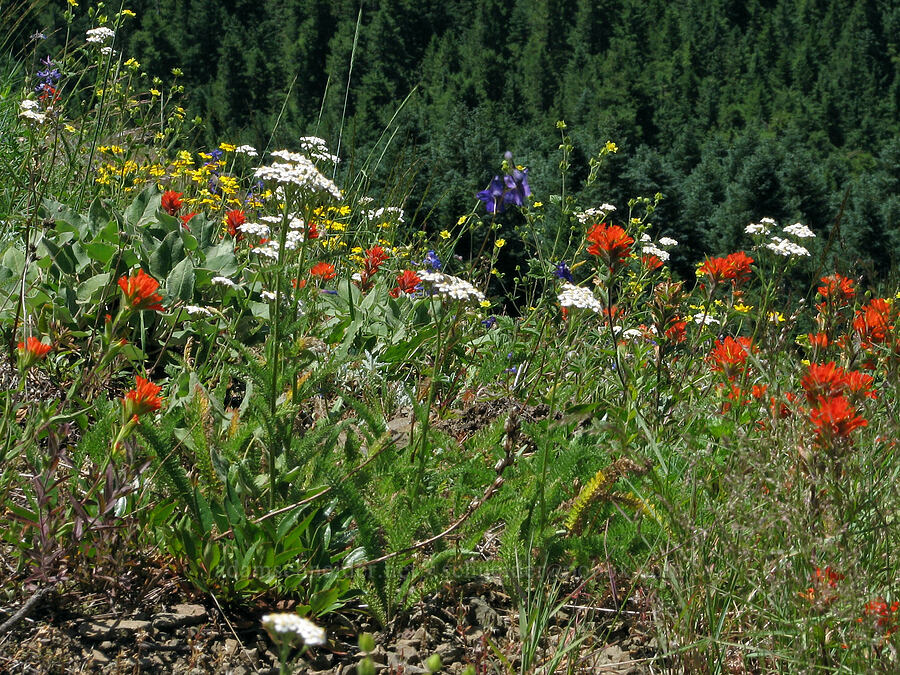 wildflowers (Achillea millefolium, Castilleja sp., Eriophyllum lanatum, Delphinium sp., Potentilla sp.) [Bald Mountain, Mt. Hood Wilderness, Clackamas County, Oregon]