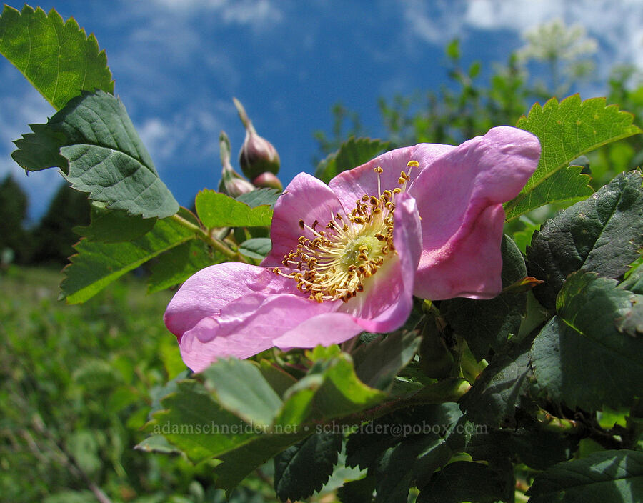 Nootka rose (Rosa nutkana) [Bald Mountain, Mt. Hood Wilderness, Clackamas County, Oregon]