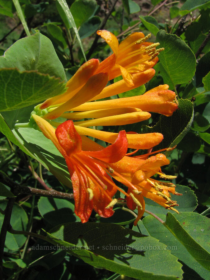 orange honeysuckle (Lonicera ciliosa) [Bald Mountain, Mt. Hood Wilderness, Clackamas County, Oregon]