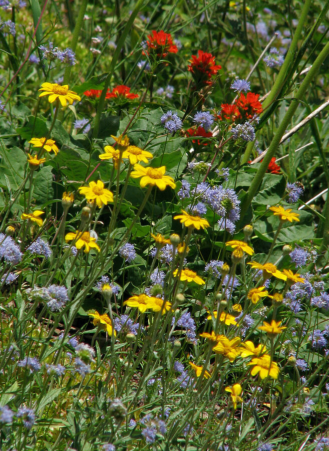 wildflowers (Eriophyllum lanatum, Gilia capitata, Castilleja sp.) [Bald Mountain, Mt. Hood Wilderness, Clackamas County, Oregon]