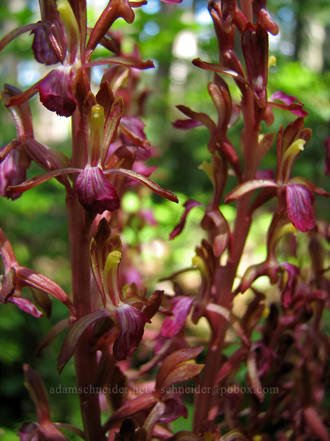 western coral-root orchid (Corallorhiza mertensiana) [Bald Mountain Ridge, Mt. Hood Wilderness, Hood River County, Oregon]