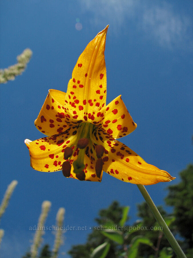Columbia tiger lily (Lilium columbianum) [Bald Mountain Ridge, Mt. Hood Wilderness, Clackamas County, Oregon]