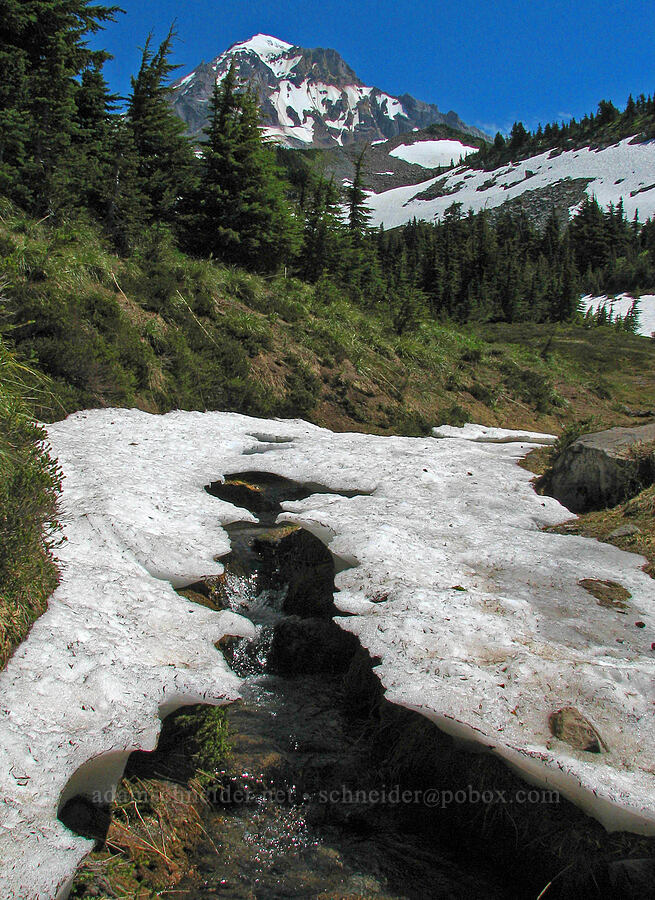 snow covering a stream [Timberline Trail, Mt. Hood Wilderness, Hood River County, Oregon]