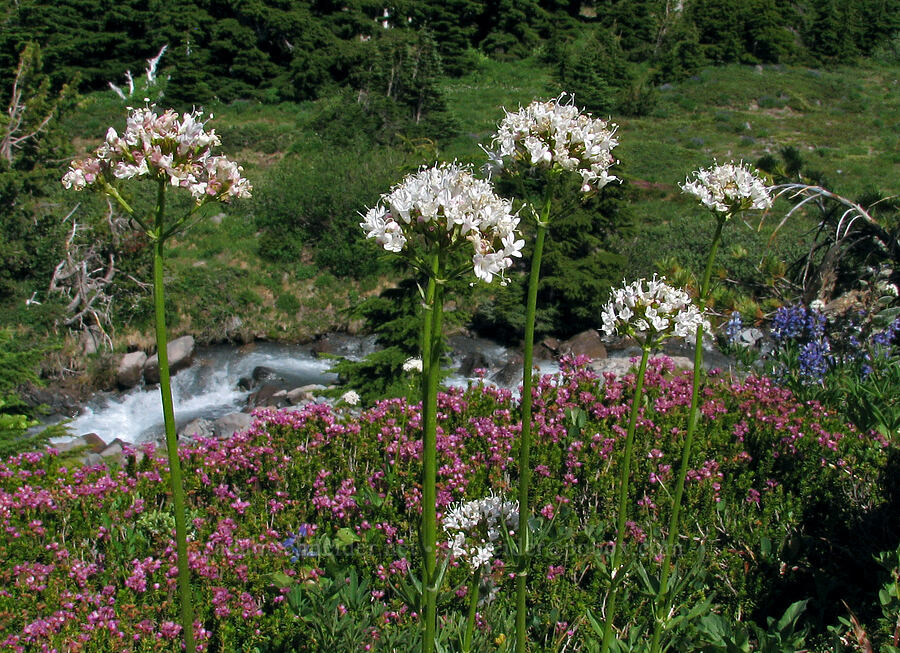 Sitka valerian & pink mountain heather above Ladd Creek (Valeriana sitchensis, Phyllodoce empetriformis) [McNeil Point Trail, Mt. Hood Wilderness, Hood River County, Oregon]