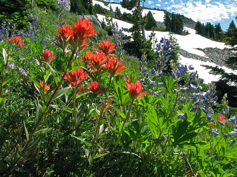 paintbrush, lupine, & snowfields (Castilleja miniata, Lupinus latifolius) [McNeil Point Trail, Mt. Hood Wilderness, Hood River County, Oregon]