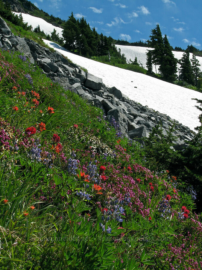 alpine wildflower meadow (Castilleja parviflora var. oreopola, Lupinus latifolius, Phyllodoce empetriformis, Cassiope mertensiana) [McNeil Point Trail, Mt. Hood Wilderness, Hood River County, Oregon]