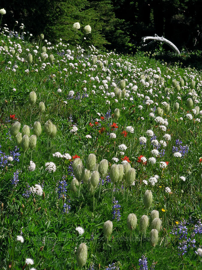 wildflowers (Anemone occidentalis (Pulsatilla occidentalis), Valeriana sitchensis, Lupinus latifolius, Castilleja sp.) [McNeil Point Trail, Mt. Hood Wilderness, Hood River County, Oregon]