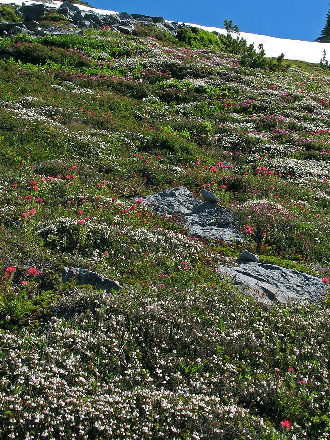 white mountain heather & magenta paintbrush (Cassiope mertensiana, Castilleja parviflora var. oreopola) [McNeil Point Trail, Mt. Hood Wilderness, Hood River County, Oregon]