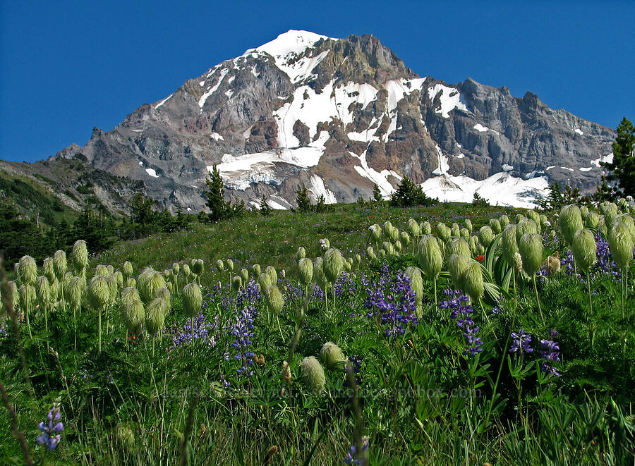 Mount Hood & pasqueflowers [McNeil Point, Mt. Hood Wilderness, Clackamas County, Oregon]