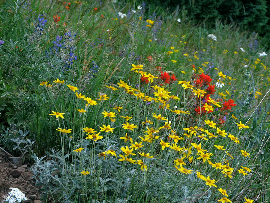 wildflowers (Eriophyllum lanatum, Castilleja hispida, Lupinus sp.) [Bald Mountain, Mt. Hood Wilderness, Clackamas County, Oregon]