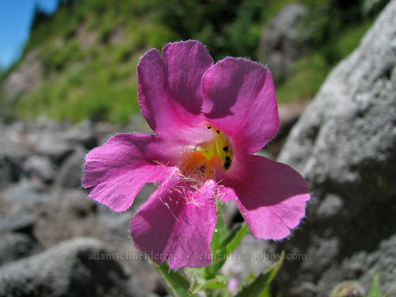 Lewis' monkeyflower (Erythranthe lewisii (Mimulus lewisii)) [Bottom of Zigzag Canyon, Mt. Hood Wilderness, Clackamas County, Oregon]