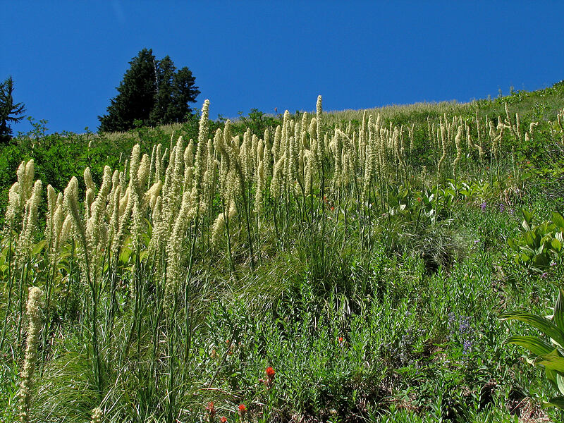 beargrass as far as the eye can see (Xerophyllum tenax) [Paradise Park Loop Trail, Mt. Hood Wilderness, Clackamas County, Oregon]