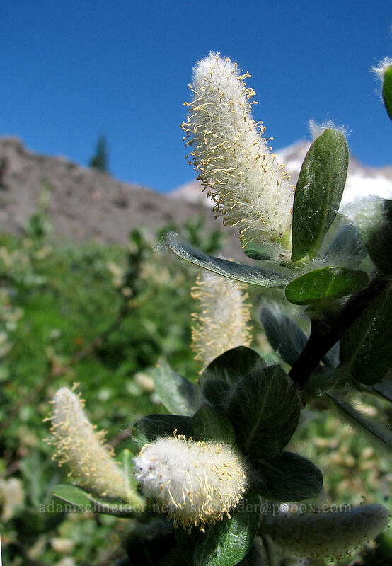willow with hairy leaves (Salix sp.) [Paradise Park, Mt. Hood Wilderness, Oregon]