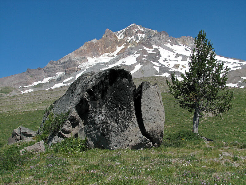 a big rock and a small pine tree [Paradise Park, Mt. Hood Wilderness, Clackamas County, Oregon]
