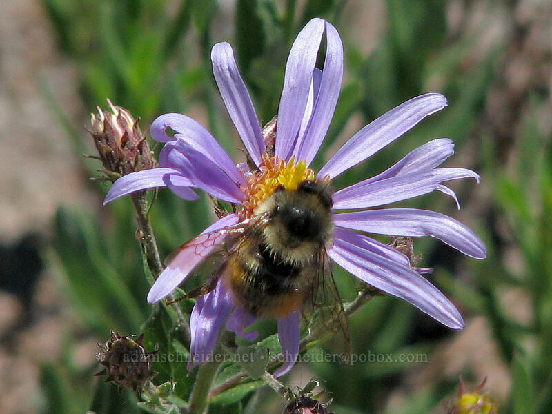 bumblebee & aster (Bombus sp., Eucephalus ledophyllus) [Paradise Park, Mt. Hood Wilderness, Clackamas County, Oregon]