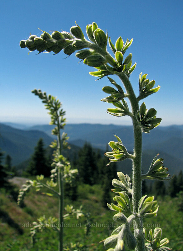 corn lily (green false hellebore) (Veratrum viride var. eschscholzianum (Veratrum eschscholtzianum)) [Paradise Park, Mt. Hood Wilderness, Clackamas County, Oregon]