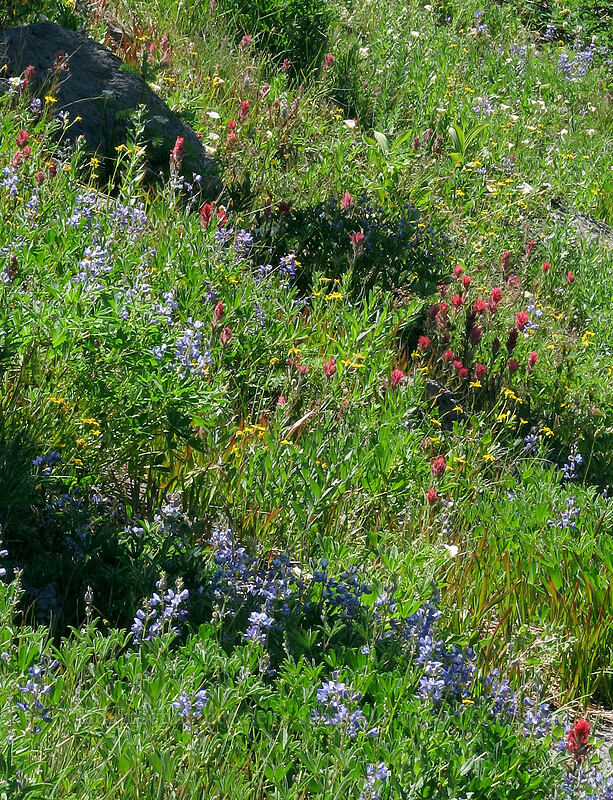 wildflowers (Lupinus sp., Castilleja parviflora var. oreopola, Arnica sp., Calochortus subalpinus) [Paradise Park, Mt. Hood Wilderness, Clackamas County, Oregon]
