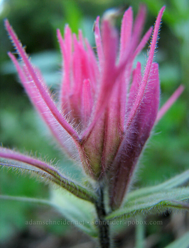 unusually pink paintbrush (Castilleja parviflora var. oreopola) [Paradise Park Loop Trail, Mt. Hood Wilderness, Clackamas County, Oregon]