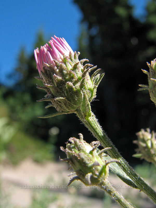 budding aster (Symphyotrichum sp. (Aster sp.)) [Rushingwater Canyon, Mt. Hood Wilderness, Clackamas County, Oregon]
