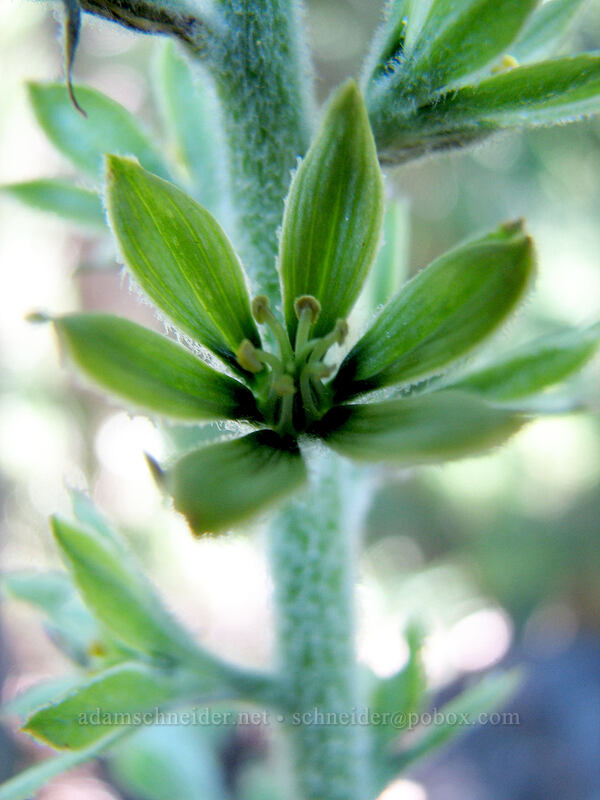 corn lily (green false hellebore) (Veratrum viride) [Pacific Crest Trail, Mt. Hood Wilderness, Oregon]