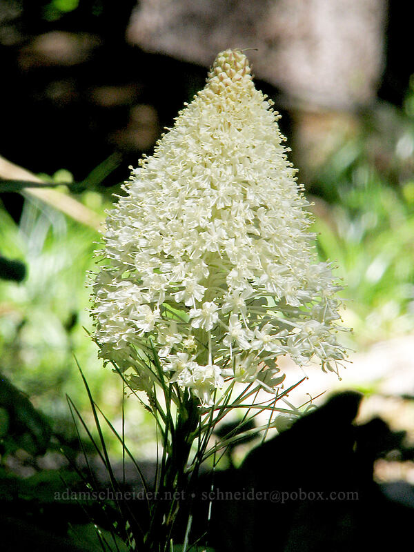 beargrass (Xerophyllum tenax) [Pinnacle Ridge Trail, Mt. Hood Wilderness, Hood River County, Oregon]