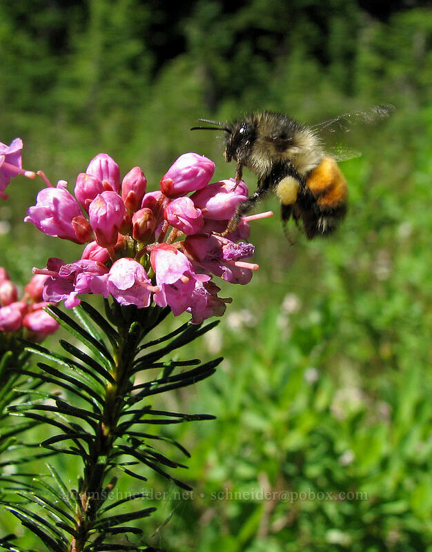 pink mountain heather & bumblebee (Phyllodoce empetriformis, Bombus sp.) [Pinnacle Ridge Trail, Mt. Hood Wilderness, Hood River County, Oregon]