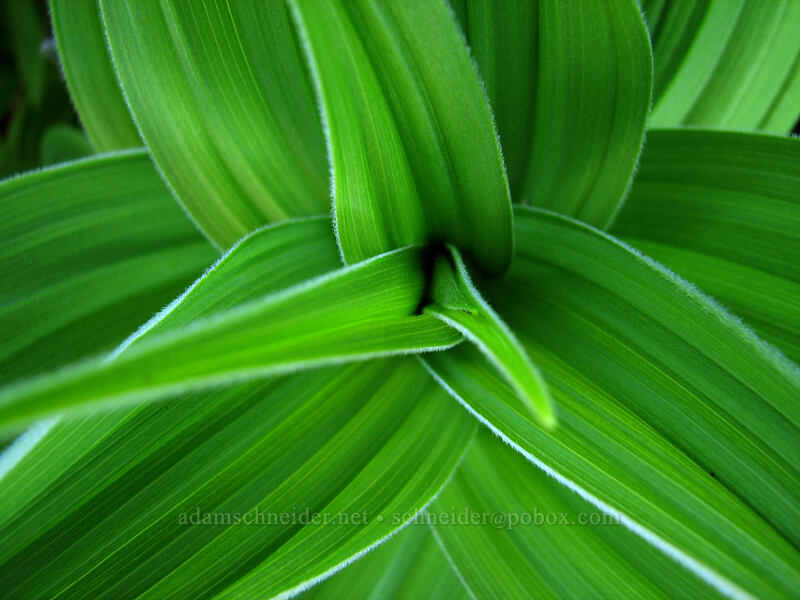 false hellebore (corn lily) leaves (Veratrum viride var. eschscholzianum (Veratrum eschscholtzianum)) [North of Dollar Lake, Mt. Hood Wilderness, Hood River County, Oregon]