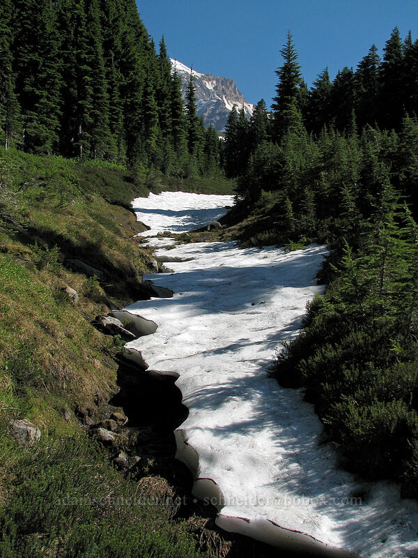 snow-filled stream [Pinnacle Ridge Trail, Mt. Hood Wilderness, Hood River County, Oregon]