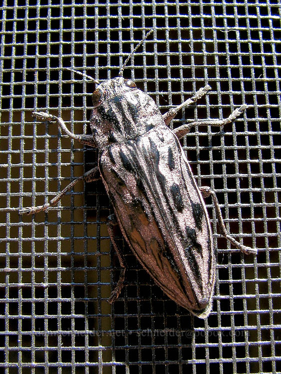 sculptured pine borer beetle (Chalcophora angulicollis (Chalcophora virginiensis)) [Tollgate, Sisters, Deschutes County, Oregon]