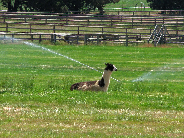 a well-irrigated llama (Lama glama) [Highway 242, Sisters, Deschutes County, Oregon]