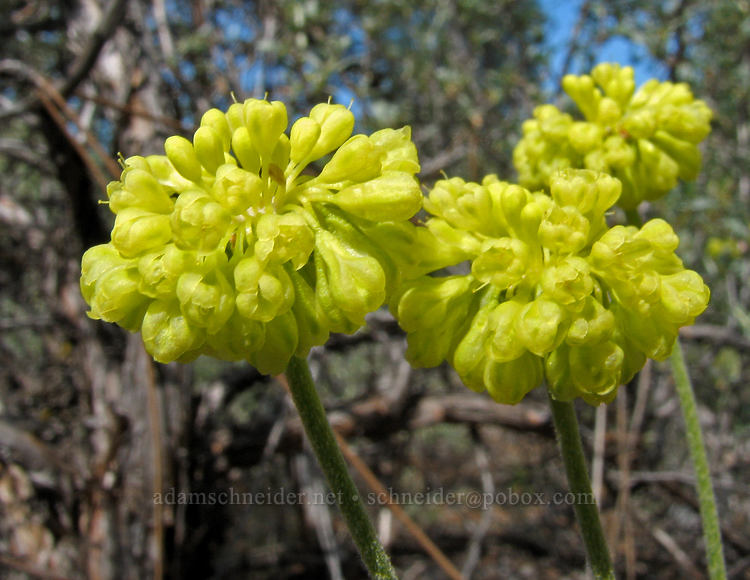 yellow buckwheat (Eriogonum sp.) [Tollgate, Sisters, Deschutes County, Oregon]