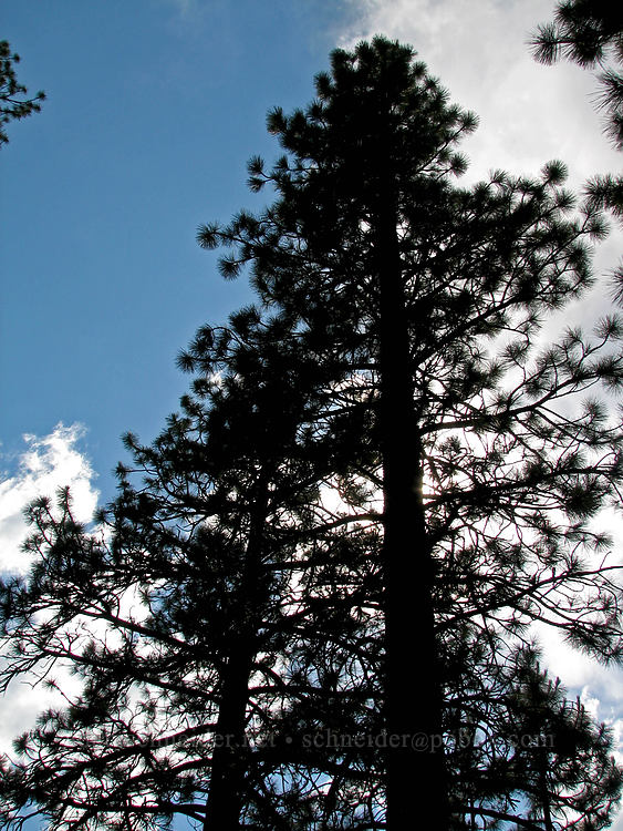 ponderosa pines [Tollgate, Sisters, Deschutes County, Oregon]