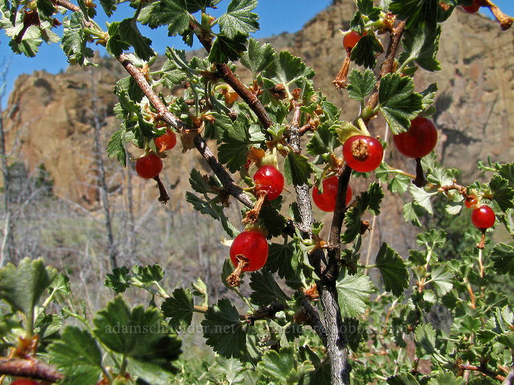 wax currant berries (Ribes cereum) [Rim Trail, Smith Rock State Park, Deschutes County, Oregon]