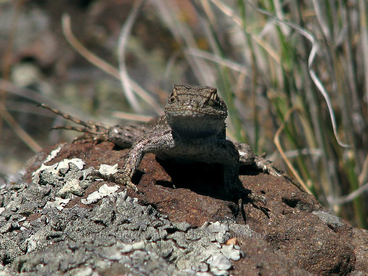 Western fence lizard (Sceloporus occidentalis) [Rim Trail, Smith Rock State Park, Deschutes County, Oregon]