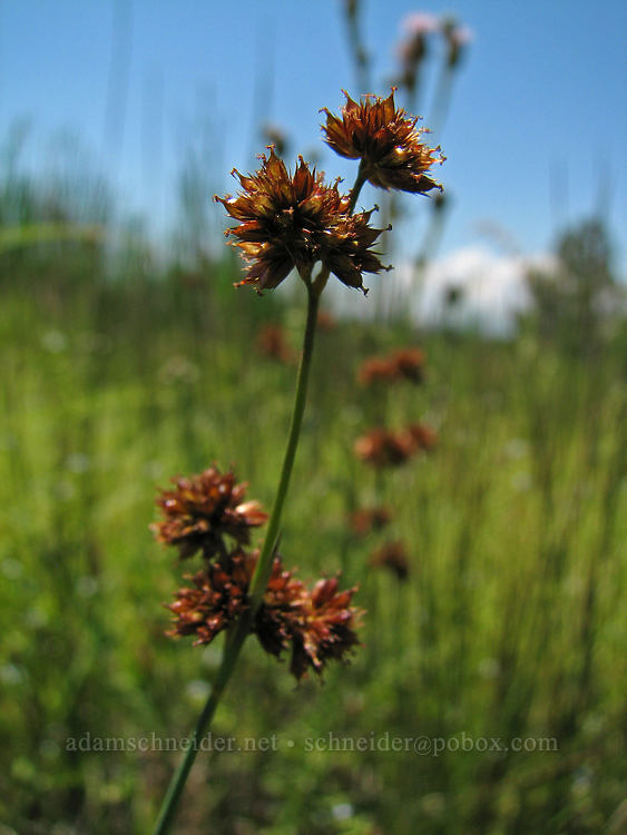 rush flowers (Juncus sp.) [Rim Trail, Smith Rock State Park, Deschutes County, Oregon]