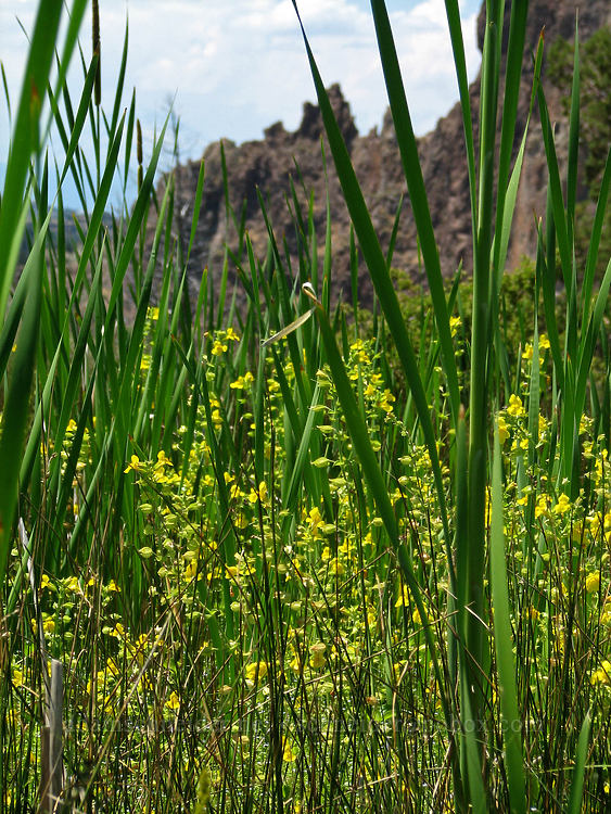 monkeyflower & cattails [Rim Trail, Smith Rock State Park, Deschutes County, Oregon]