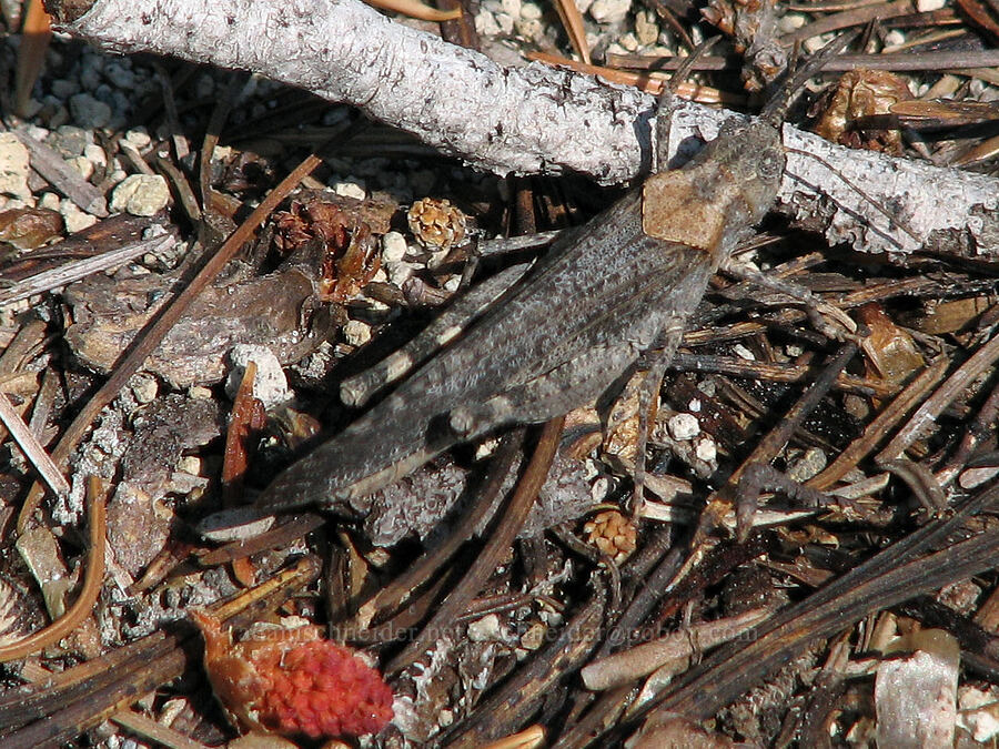 crackling forest grasshopper (Trimerotropis verruculata suffusa) [Round-the-Mountain Trail, Mt. Adams Wilderness, Washington]