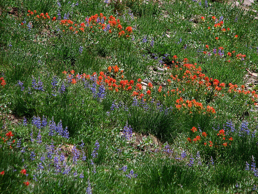 paintbrush & lupine (Castilleja sp., Lupinus latifolius) [Round-the-Mountain Trail, Mt. Adams Wilderness, Washington]