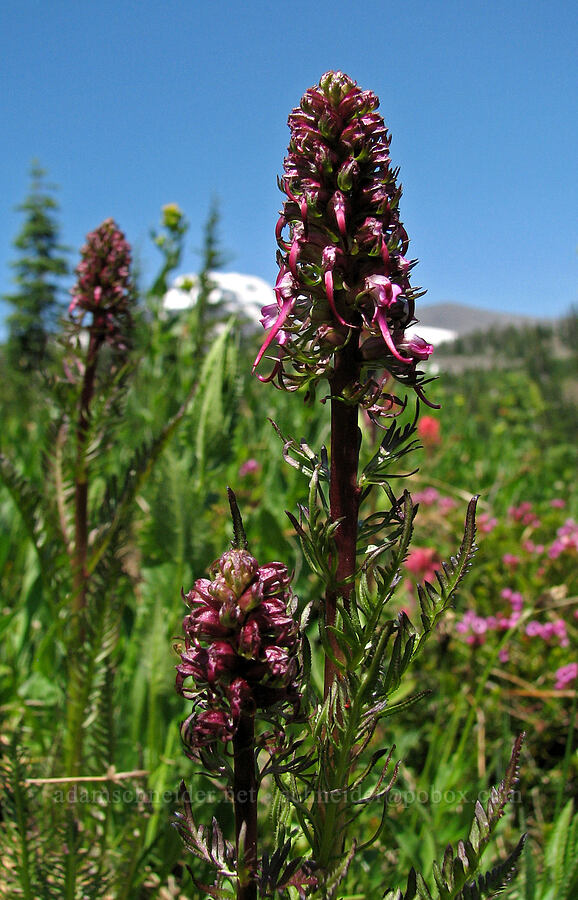 elephant's-head lousewort (Pedicularis groenlandica) [Round-the-Mountain Trail, Yakama Reservation, Washington]