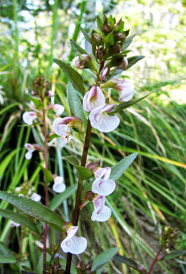 sickletop lousewort (Pedicularis racemosa) [Round-the-Mountain Trail, Yakama Reservation, Washington]