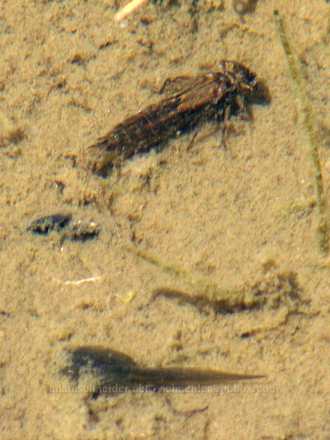 dragonfly nymph & half-buried tadpole [Round-the-Mountain Trail, Yakama Reservation, Washington]