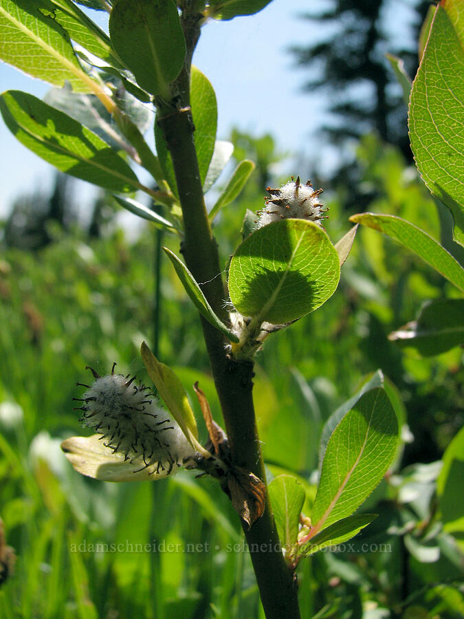 some kind of willow (Salix sp.) [Round-the-Mountain Trail, Yakama Reservation, Washington]