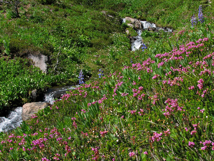 pink mountain heather (Phyllodoce empetriformis) [Round-the-Mountain Trail, Yakama Reservation, Washington]