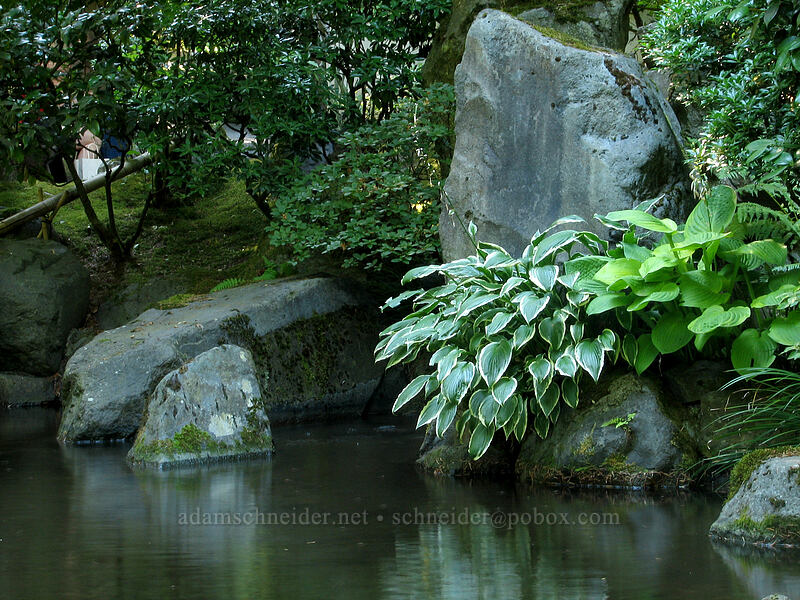 hosta & stones [Portland Japanese Garden, Portland, Multnomah County, Oregon]