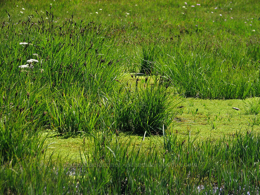a wet meadow [Wy'east Basin, Mt. Hood Wilderness, Hood River County, Oregon]