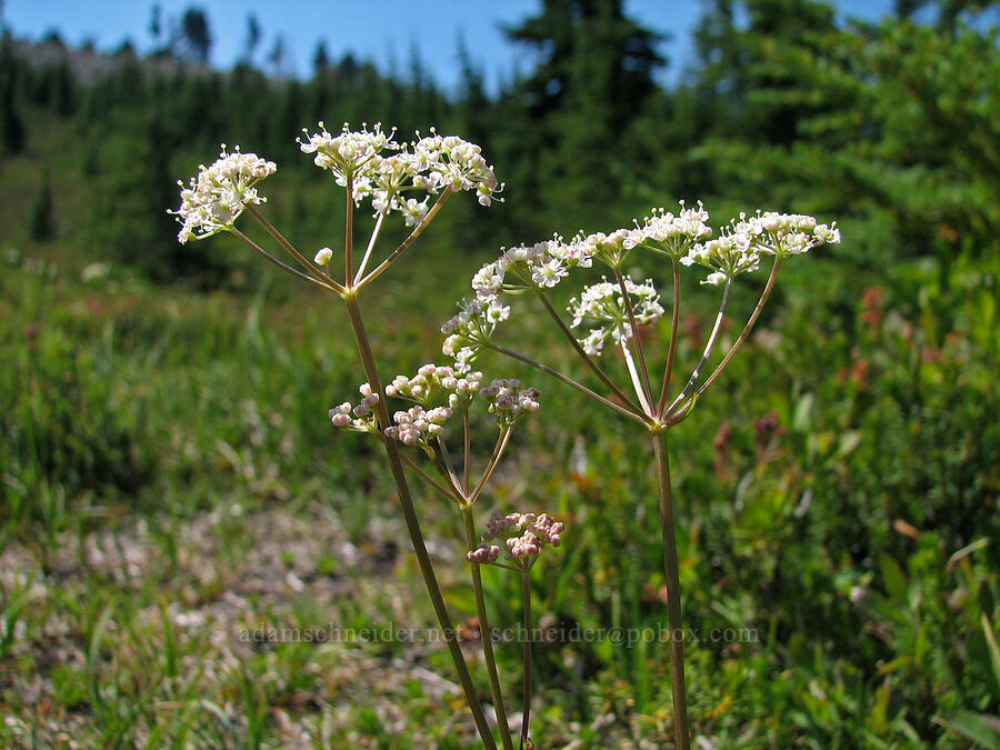 Gray's lovage (Ligusticum grayi) [Wy'east Basin, Mt. Hood Wilderness, Hood River County, Oregon]